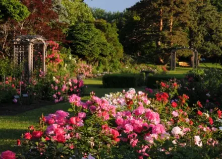 Au centre de cette photographie, des rosiers fournis occupent le premier plan. Leurs fleurs rouges, roses et blanches harmonisent le jardin. À l’arrière-plan, il y a deux arches de bois entourées de plusieurs roses de différentes tailles. Des allées gazonnées permettent la circulation du public.