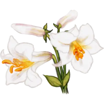 Dessin d'un pédoncule