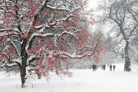 Sur cette photographie de l’Arboretum, les arbres sont ensevelis sous la neige et les sentiers en sont tous recouverts.