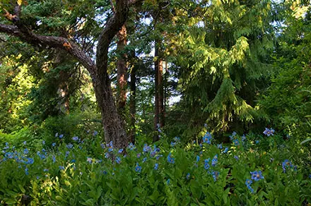 Sur cette photographie, la croissance des pavots bleus est à son maximum. Plus d’une trentaine de pavots bleus en fleur occupent le premier plan. Leurs tiges sont hautes, droites et recouvertes de feuilles lancéolées. Des épinettes débordantes de vert se trouvent à l’arrière-plan.