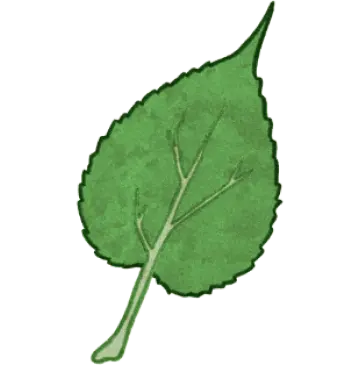 Dessin d'une feuille