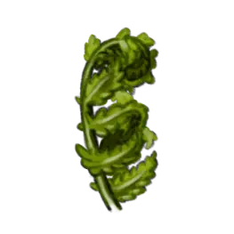 Fougère-à-l'autruche