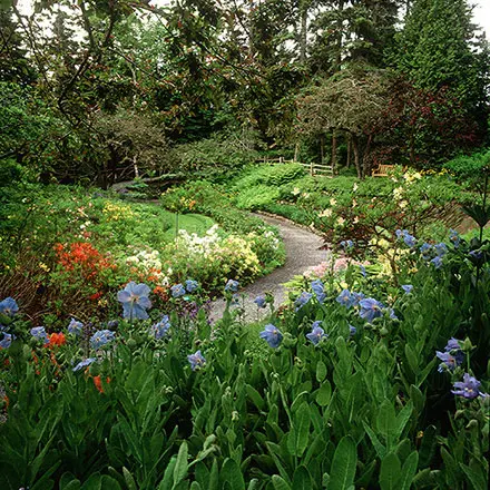 Photographie couleur du même secteur que celui représenté dans l’aquarelle. Au premier plan, plus d’une vingtaine de pavots bleus se tournent vers le soleil. Le sentier de petites roches traverse le Jardin des azalées. Au fond, le ruisseau Page coule tranquillement entre les arbres.