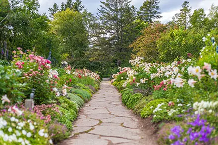 Sur cette photographie couleur, la symétrie de l’Allée royale tient la vedette. Le sentier de grandes pierres divise l’image en plein centre. Deux platebandes remplies de lis blancs et de roses sont bordées par des lilas.