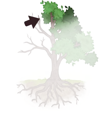 Dessin d'une couronne d'arbre