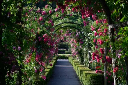 Sur cette photographie couleur, un sentier de dalles occupe le centre, surplombé par des arches de rosiers. Ces arches bordent le sentier. Les rouges et les roses flamboyants égayent le jardin. Les roses, nombreuses, sont au maximum de leur floraison.