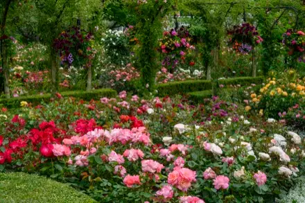 Sur cette photographie couleur, le Jardin de roses se démarque par l’abondance des fleurs. Au fond, on voit un sentier que surplombent des arches de rosiers. Des jardinières de fleurs colorées sont suspendues aux arches. Au premier plan, des rosiers rouges, blancs, jaunes et roses sont nombreux.