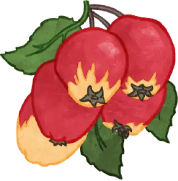 Dessin d'une pommette