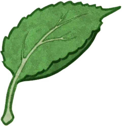 Dessin d'une feuille de pommetier