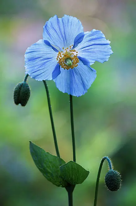 Photographie en gros plan d’un pavot bleu. La couleur des pétales ressemble à celle du ciel. Le centre est jaune. La tige est droite et les feuilles sont vertes et allongées.