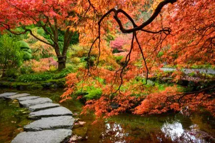 Sur cette photographie couleur, on voit, au premier plan, un arbre au feuillage orangé. Cet arbre délimite l’étendue du ruisseau et du sentier de grands pavés qui le traverse. À l’arrière-plan, un arbre à feuilles rouges s’impose. Il est entouré d’arbustes et d’arbres plus petits, tous d’un vert tendre.