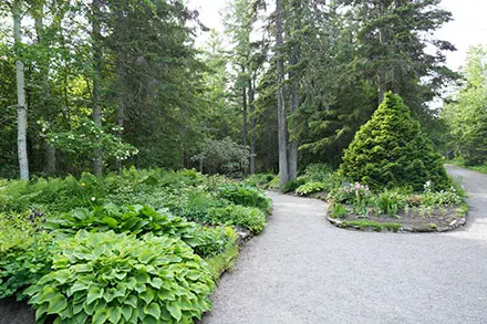 Sur cette photographie couleur, un sentier de gravier gris permet de distinguer deux platebandes du Jardin d’accueil. Au premier plan, la platebande de gauche se démarque avec ses plantes vertes touffues et ses buissons. Un bouleau et des épinettes se trouvent au fond. Quelques fleurs roses et blanches parsèment cette zone du jardin.