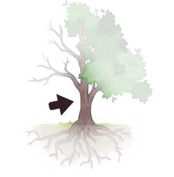 Dessin d'un tronc d'arbre