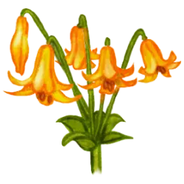 Illustration d’un lis du Canada orangé