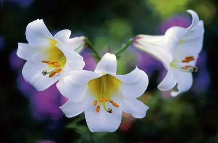 Photographie d’un gros plan sur les fleur de lis.