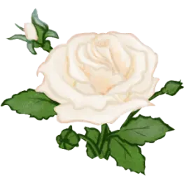Illustration d’une rose blanche