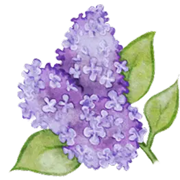 Illustration d’un lilas