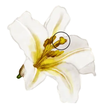 Dessin d'un stigmate