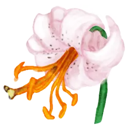 Illustration d’un lis martagon blanc