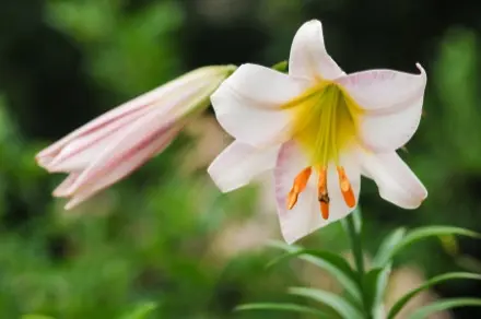 Photographie en gros plan d’un lis royal en pleine floraison.