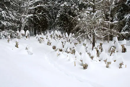Sur cette photo hivernale, le Jardin des pavots bleus est enseveli sous la neige. Au fond, les branches des arbres sont couvertes de neige et des toiles protègent des plants de pavots.