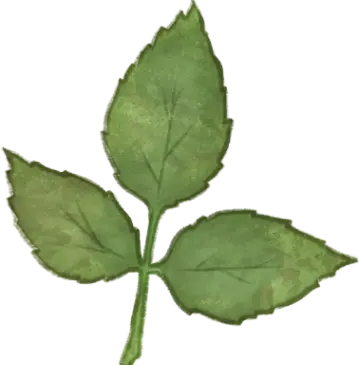 Dessin d'une feuille