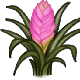 Tillandsia