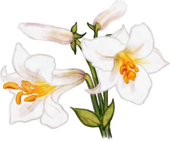 Dessin d'un lis royal