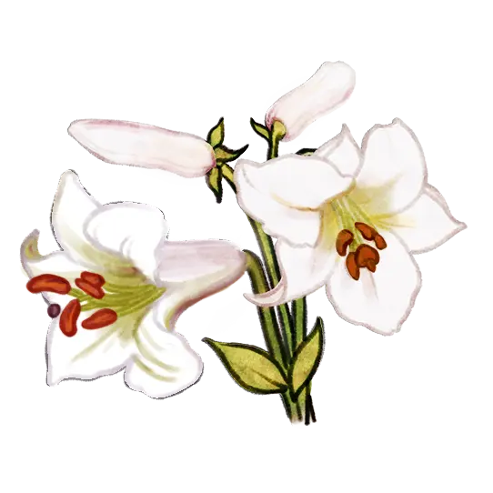 Illustration d’un lis ‘George C. Creelman’