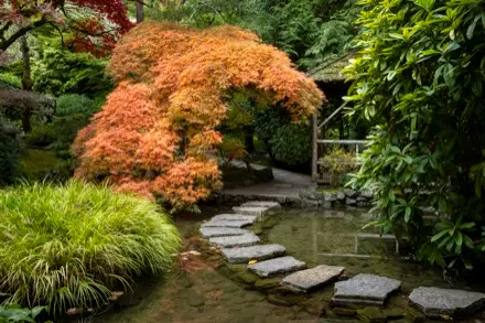Sur cette photographie couleur, le sentier de pavés de roches occupe le premier plan. Il traverse un ruisseau calme. Un arbre aux feuilles orange se démarque, au fond. À droite, il y a un gazébo en bois. L’absence de plantes en fleur et la luminosité douce distinguent cette photographie automnale.