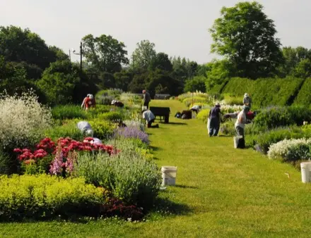Un sentier gazonné divise la photographie. Une dizaine de personnes travaillent dans des platebandes garnies aux couleurs variées. Des fleurs rouges et roses occupent le premier plan; derrière, on voit des fleurs blanches et jaunes. Au fond, une allée d’arbustes verts et d’arbres feuillus délimite le jardin. Une brouette et plusieurs sceaux de terre se trouvent dans le jardin.