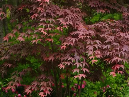Photographie en gros plan d’un érable du Japon dont le feuillage est rouge.